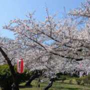 ヒメ日記 2026/04/13 13:12 投稿 有本和美 五十路マダム　和歌山店