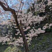 ヒメ日記 2026/04/14 06:50 投稿 有本和美 五十路マダム　和歌山店