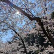 ヒメ日記 2026/04/15 07:54 投稿 有本和美 五十路マダム　和歌山店