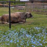 ヒメ日記 2026/05/18 15:28 投稿 有本和美 五十路マダム　和歌山店
