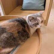 ヒメ日記 2026/07/03 09:32 投稿 有本和美 五十路マダム　和歌山店