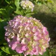 ヒメ日記 2025/05/28 09:23 投稿 ほのか 横浜しこたまクリニック