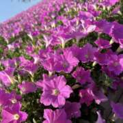 ヒメ日記 2025/09/23 15:22 投稿 なお 千葉松戸ちゃんこ