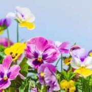 ヒメ日記 2026/04/11 09:08 投稿 森しおん 松戸人妻花壇