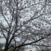 ヒメ日記 2026/03/30 19:19 投稿 ここあ スピードエコ日本橋店