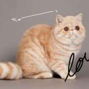 ヒメ日記 2026/02/02 08:43 投稿 芹沢ここは 大人めシンデレラ 新横浜店（シンデレラグループ）