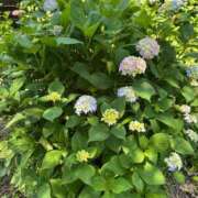 ヒメ日記 2025/06/15 08:44 投稿 芹沢 まいか 一夜妻　大阪ミナミ店