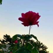 ヒメ日記 2025/12/29 21:38 投稿 よぞら☆可愛い史上最高峰Ｍ超美乳 PREMIUM萌え可愛いチョコレート～全てのステージで感動の体験を～