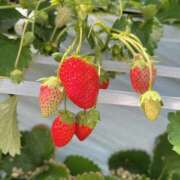 (コスパ)新島あさひ/地元出身 出勤します🤍 風俗イキタイいわき店