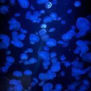 (コスパ)新島あさひ/地元出身 出勤しました♡ 風俗イキタイいわき店