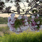 ヒメ日記 2025/04/15 08:00 投稿 ほたる 奥鉄オクテツ東京店（デリヘル市場）