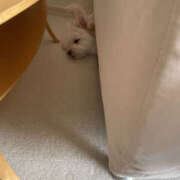 ヒメ日記 2025/05/14 15:05 投稿 ほたる 奥鉄オクテツ東京店（デリヘル市場）