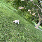 ヒメ日記 2025/06/12 08:30 投稿 ほたる 奥鉄オクテツ東京店（デリヘル市場）