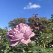 ヒメ日記 2025/11/10 05:10 投稿 ほたる 奥鉄オクテツ東京店（デリヘル市場）