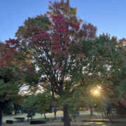 ヒメ日記 2025/11/15 07:30 投稿 ほたる 奥鉄オクテツ東京店（デリヘル市場）