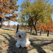 ヒメ日記 2025/11/24 03:10 投稿 ほたる 奥鉄オクテツ東京店（デリヘル市場）