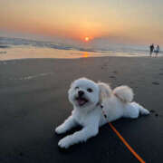 ヒメ日記 2026/01/16 20:20 投稿 ほたる 奥鉄オクテツ東京店（デリヘル市場）