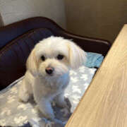 ヒメ日記 2026/02/13 04:15 投稿 ほたる 奥鉄オクテツ東京店（デリヘル市場）