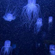 ほたる ほたるです♡ 奥鉄オクテツ東京店（デリヘル市場）