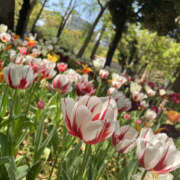 ヒメ日記 2026/04/05 14:00 投稿 ほたる 奥鉄オクテツ東京店（デリヘル市場）