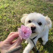 ヒメ日記 2026/04/28 10:00 投稿 ほたる 奥鉄オクテツ東京店（デリヘル市場）