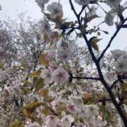 ヒメ日記 2025/03/31 18:30 投稿 みなこ コスプレ女帝織姫