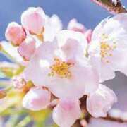 ヒメ日記 2025/03/19 19:00 投稿 川村まき 五十路マダム 新潟店(カサブランカグループ)