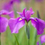 ヒメ日記 2025/05/02 12:02 投稿 川村まき 五十路マダム 新潟店(カサブランカグループ)