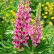 川村まき こんにちわ? 五十路マダム 新潟店(カサブランカグループ)