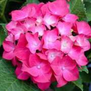 川村まき 暑いですね〜 五十路マダム 新潟店(カサブランカグループ)