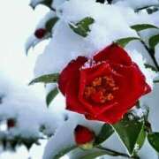 ヒメ日記 2026/02/17 14:18 投稿 川村まき 五十路マダム 新潟店(カサブランカグループ)