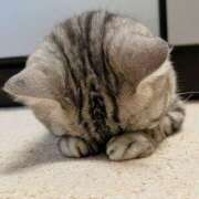 ヒメ日記 2025/01/18 09:48 投稿 ふたば THE・TRY