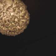 ヒメ日記 2025/01/19 09:00 投稿 ふたば THE・TRY