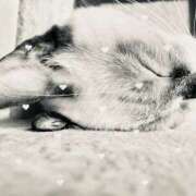 ヒメ日記 2025/04/28 14:04 投稿 ふたば THE・TRY