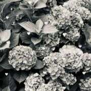 ヒメ日記 2025/06/26 06:50 投稿 ふたば THE・TRY