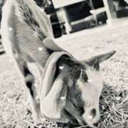 ヒメ日記 2025/10/20 23:30 投稿 ふたば THE・TRY