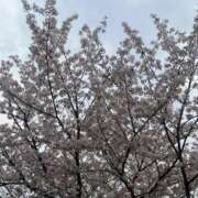 ヒメ日記 2025/04/10 11:15 投稿 まりあ 妻天 日本橋店