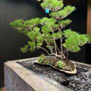 ヒメ日記 2025/10/20 20:01 投稿 果樹-KAJYU- luxury aroma 咲