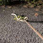 ヒメ日記 2026/03/19 08:02 投稿 ふみ 梅田ゴールデン倶楽部