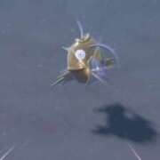 ヒメ日記 2025/07/03 11:53 投稿 TSUBOMI（つぼみ） UTAKATA