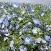 ヒメ日記 2025/05/07 13:00 投稿 こゆき アムールクリスタル