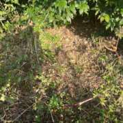 ヒメ日記 2024/12/12 07:52 投稿 かい 奥様プリモ