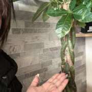 ヒメ日記 2024/12/15 17:22 投稿 かい 奥様プリモ