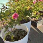 ヒメ日記 2024/12/20 09:42 投稿 かい 奥様プリモ