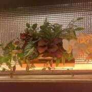 ヒメ日記 2025/01/21 15:03 投稿 かい 奥様プリモ