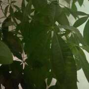 ヒメ日記 2025/03/10 18:22 投稿 かい 奥様プリモ