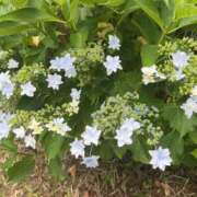 ヒメ日記 2025/06/13 15:59 投稿 かい 奥様プリモ