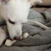 ヒメ日記 2025/06/23 20:39 投稿 かい 奥様プリモ