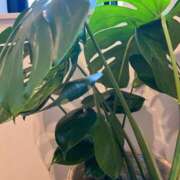 ヒメ日記 2025/06/24 05:59 投稿 かい 奥様プリモ