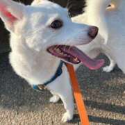 ヒメ日記 2025/08/24 11:19 投稿 かい 奥様プリモ